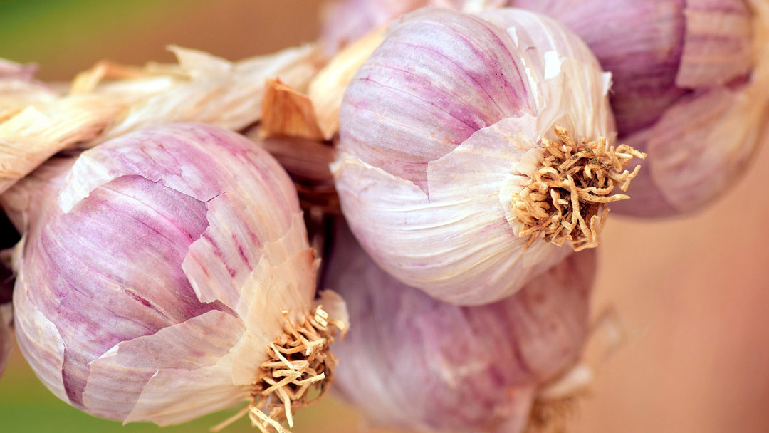 The Medicine of Garlic Gardening