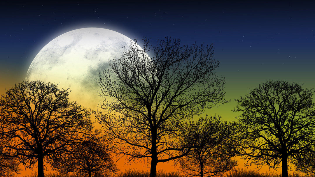 Image: Magic moon over trees. Physis Wellness