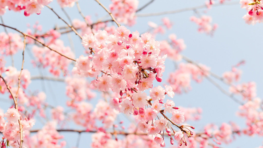 Image: Cherry blossoms. Ostara; Physis Wellness
