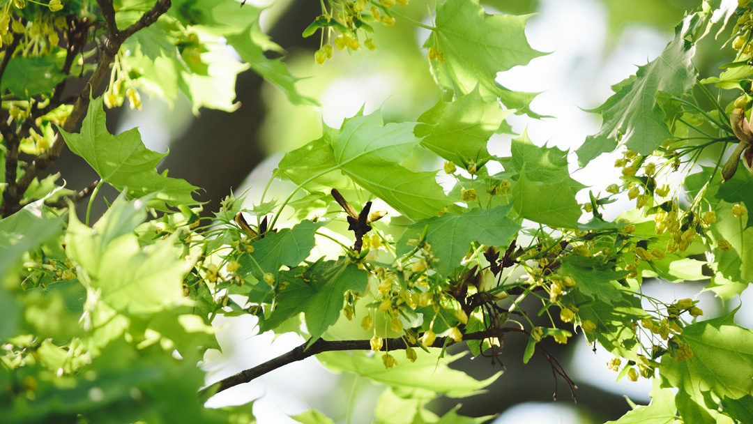 Image: Maple leaves; Beltane; Physis Wellness